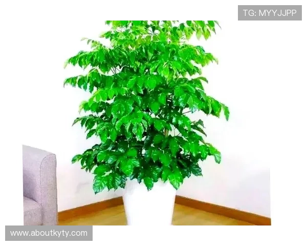 开运网为你提供实用的风水摆设技巧，让你的居家环境更添吉祥气息